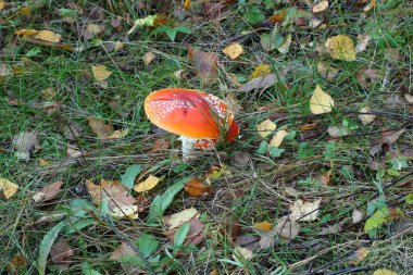 Amanita mantar.