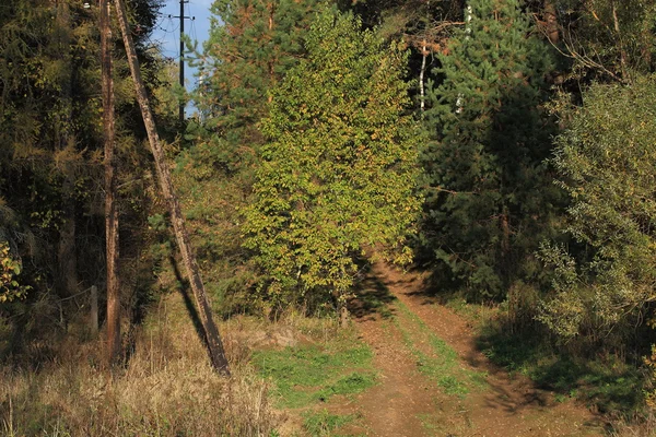 Przez las. — Zdjęcie stockowe