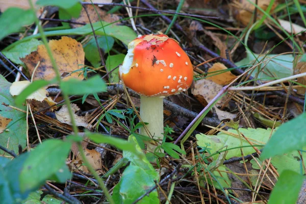 stock image Amanita mushroom.