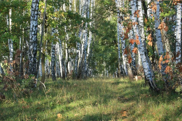 stock image Russian birch.