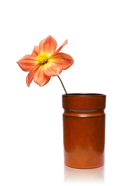 Dahlia hybryda em vaso de flores laranja — Fotografia de Stock