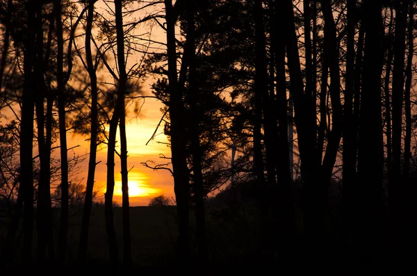 stock image Sunset through the forest