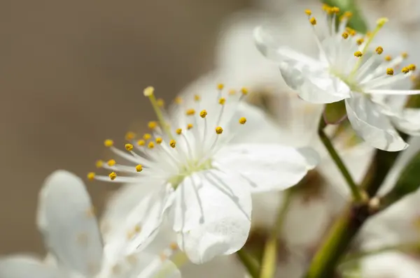 stock image Blossoming branch