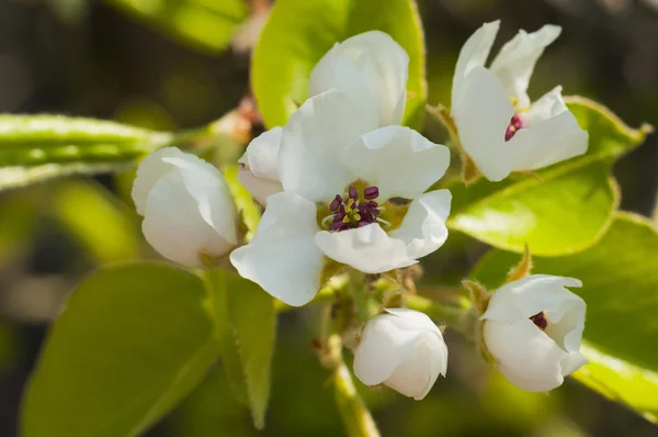 stock image Blossoming branch