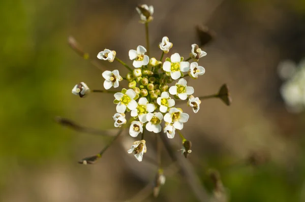 Kwitnąca gałąź — Zdjęcie stockowe