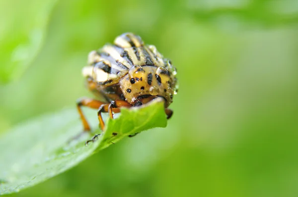 Escarabajo de Colorado en hoja de patata —  Fotos de Stock