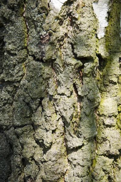 고품질 나무 배경 — 스톡 사진
