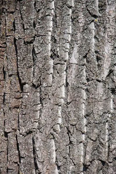 고품질 나무 배경 — 스톡 사진