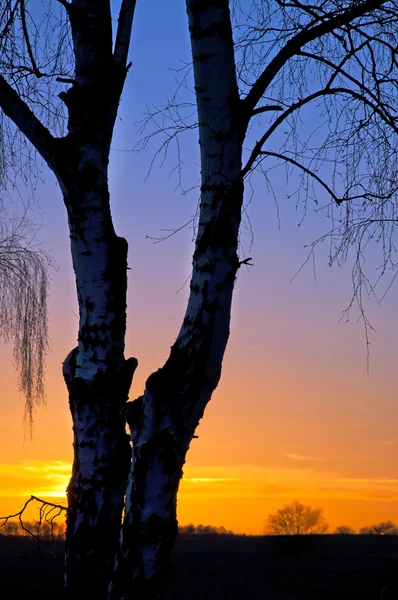 Träd under colorfull sunset — Stockfoto