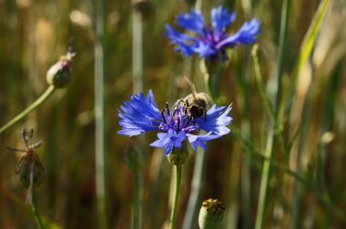 Centaurea arı ile