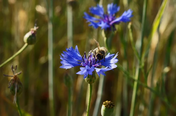 Centaurea com abelha — Fotografia de Stock