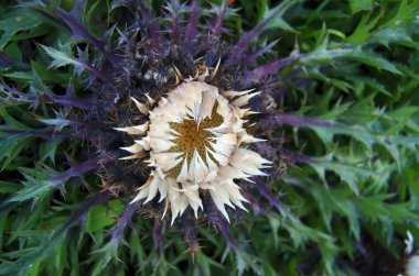 Carline thistle, çiçek Tatras dağlarda