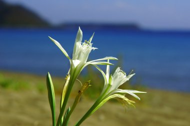 Kumsalda beyaz çiçek