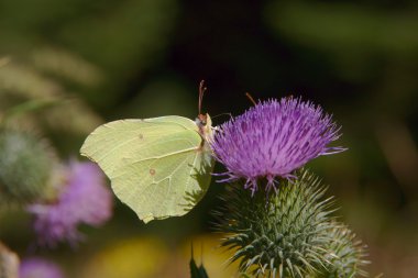 Aster üzerinde Kelebek