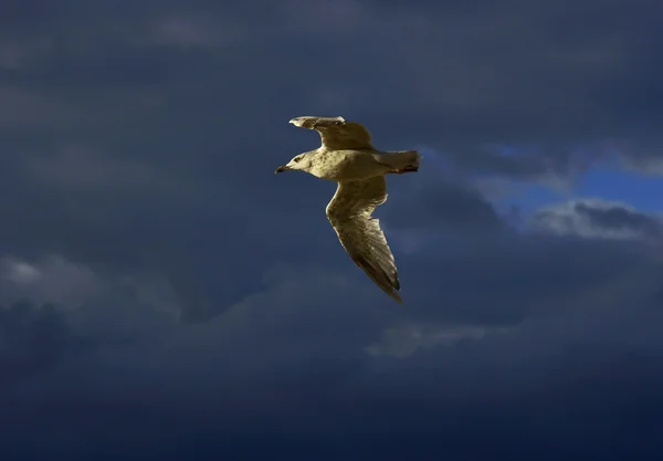 Чайка на лету — стоковое фото