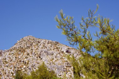 zakynthos adada dağlarda çam ağacı