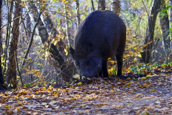 Wildschweine auf Nahrungssuche im Wald — Stockfoto