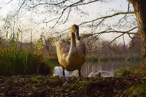 Swan on lakeside — Stock Photo, Image