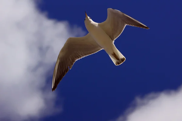 Чайка на лету — стоковое фото
