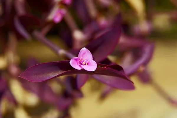 Mały błękitny kwiat, wyspa zakynthos — Zdjęcie stockowe
