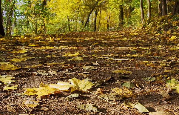 Lane in forest with leafs in the fall — Stock Photo, Image