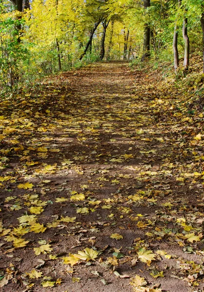Pista na floresta com folhas no outono — Fotografia de Stock