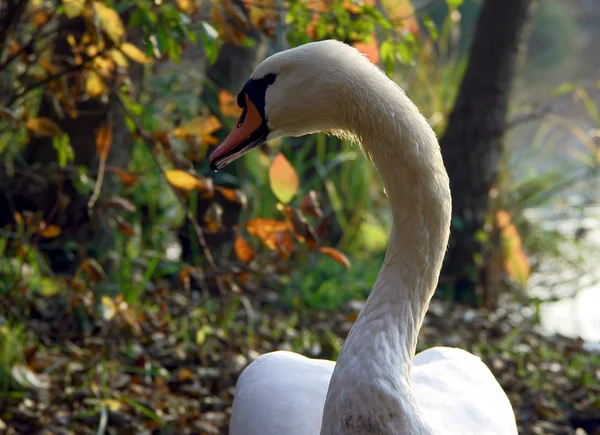Portrait of swan on lakeside — Stock Photo, Image