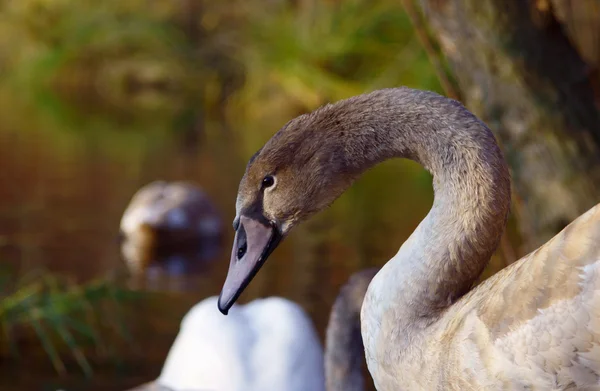 Portrait of swan on lakeside — Stock Photo, Image