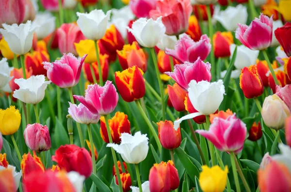 Tulips in the garden — Stock Photo, Image