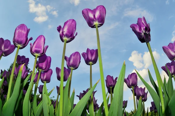 Красивые фиолетовые тюльпаны — стоковое фото