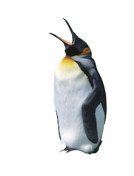 Pingüino emperador pollito — Foto de Stock