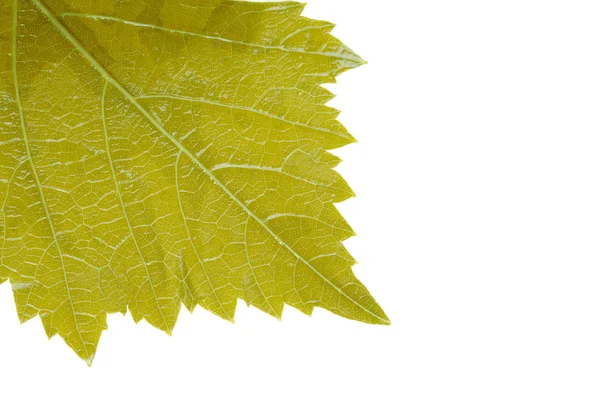 stock image Grape leaf