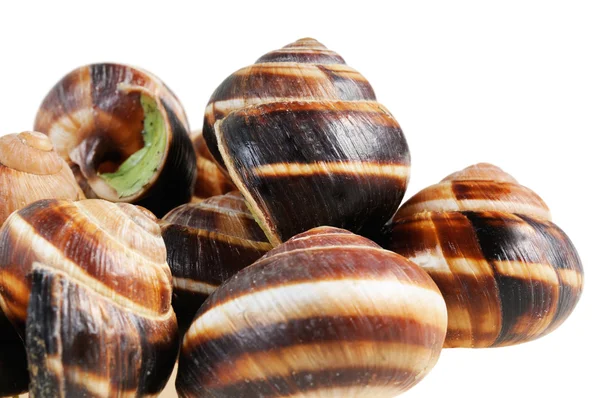 stock image Bourgogne snails with garlic butter