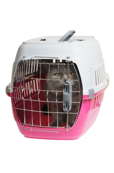 Pet carrier with cat — Stock Photo, Image
