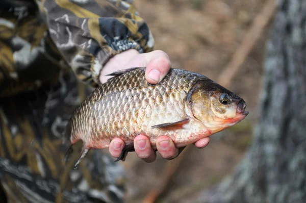 stock image Fish in hand