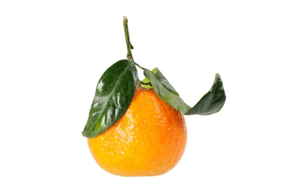 Mandarine auf Ast. — Stockfoto