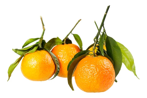 Tangerine на гілці . — стокове фото