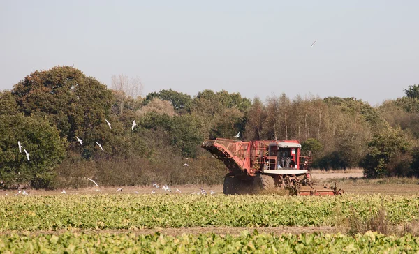 stock image Sugar beet harvesting