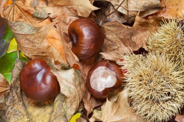 Conkers clipart