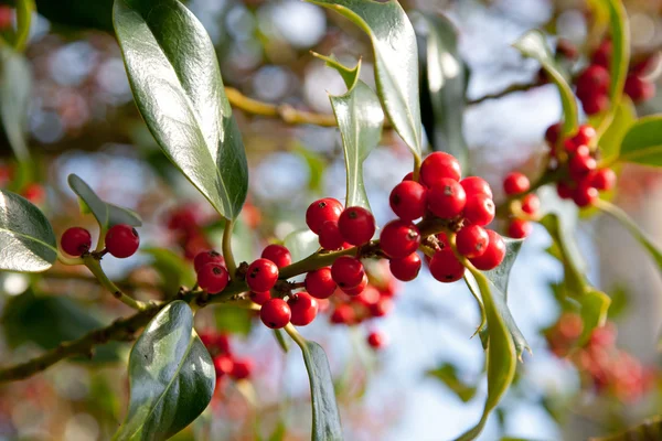 Holly Berries — Stock Photo, Image