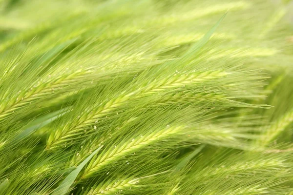 stock image Green Wheat