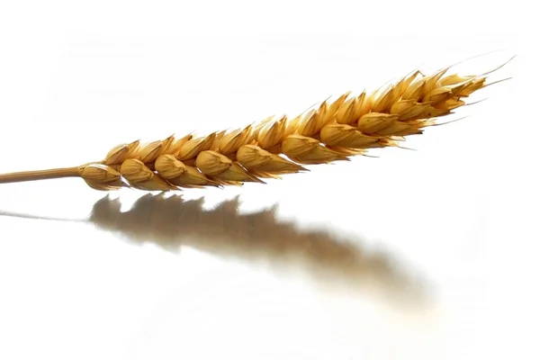 stock image Wheat over white