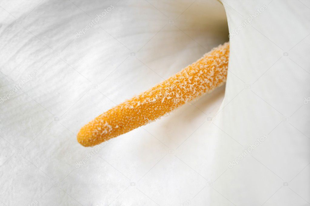 Calla lilies close-up.