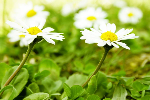 Camomile on a field — Stock Photo, Image