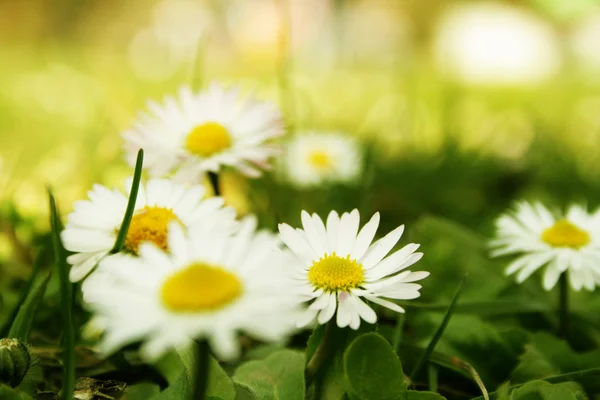 Camomile on a field — Stock Photo, Image