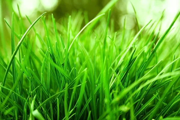 stock image Green Grass