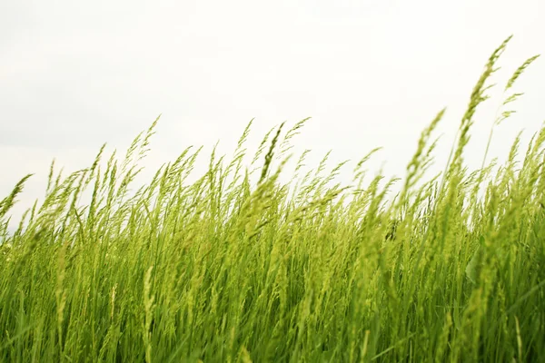 stock image Green Grass