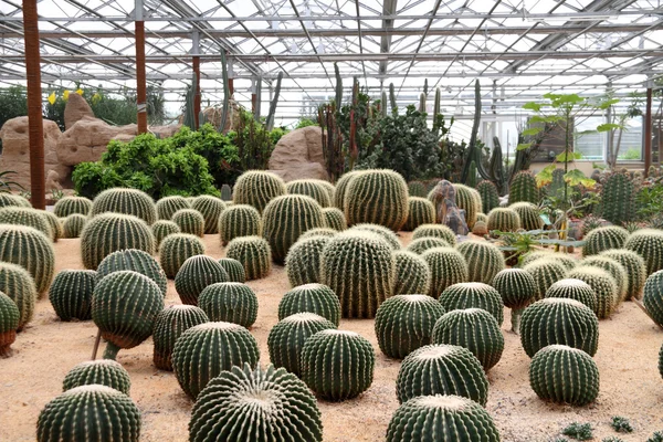 Cactus en invernaderos — Foto de Stock