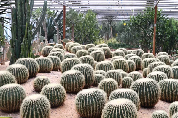 Kaktus w szklarniach — Zdjęcie stockowe