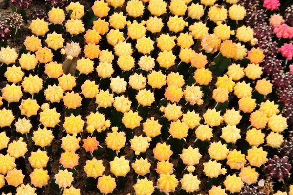 温室での色のサボテン — ストック写真